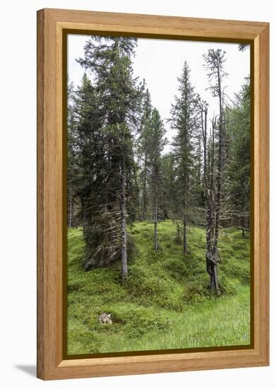 Forest at the Bottom of the Sas Dla Crusc, St. Leonhard Close Abtei, South Tyrol, Italy, Europe-Gerhard Wild-Framed Premier Image Canvas