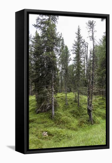 Forest at the Bottom of the Sas Dla Crusc, St. Leonhard Close Abtei, South Tyrol, Italy, Europe-Gerhard Wild-Framed Premier Image Canvas