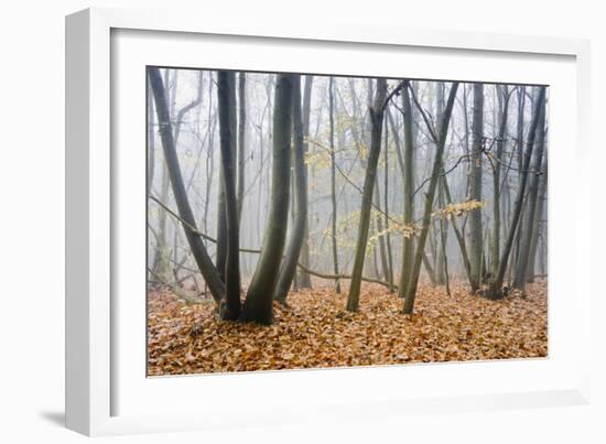 Forest autumn-Charles Bowman-Framed Photographic Print