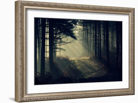 Forest Beam-David Baker-Framed Photographic Print