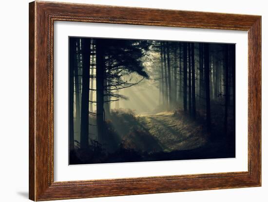 Forest Beam-David Baker-Framed Photographic Print