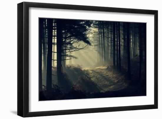 Forest Beam-David Baker-Framed Photographic Print