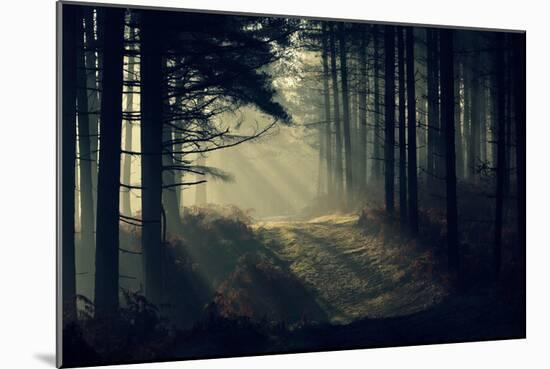 Forest Beam-David Baker-Mounted Photographic Print