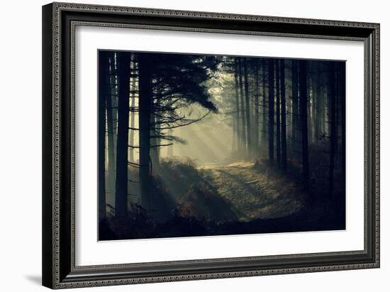 Forest Beam-David Baker-Framed Photographic Print