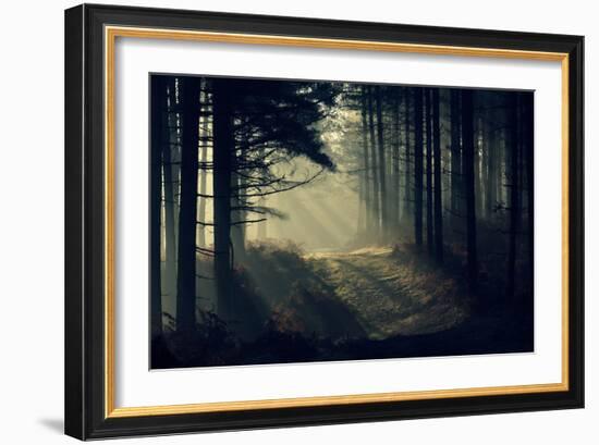 Forest Beam-David Baker-Framed Photographic Print