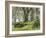 Forest, Beech Trees, Forest Soil, Moss, Autumn-Thonig-Framed Photographic Print