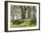 Forest, Beech Trees, Forest Soil, Moss, Autumn-Thonig-Framed Photographic Print