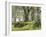 Forest, Beech Trees, Forest Soil, Moss, Autumn-Thonig-Framed Photographic Print