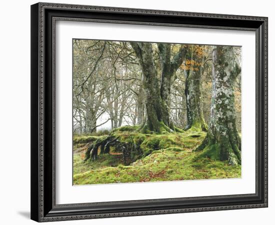 Forest, Beech Trees, Forest Soil, Moss, Autumn-Thonig-Framed Photographic Print