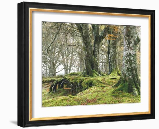 Forest, Beech Trees, Forest Soil, Moss, Autumn-Thonig-Framed Photographic Print