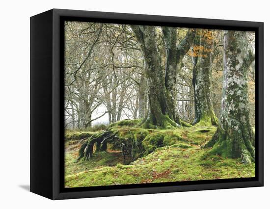 Forest, Beech Trees, Forest Soil, Moss, Autumn-Thonig-Framed Premier Image Canvas