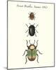 Forest Beetles-Maria Mendez-Mounted Giclee Print