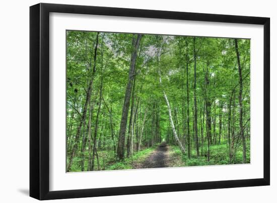 Forest Birch-Robert Goldwitz-Framed Photographic Print