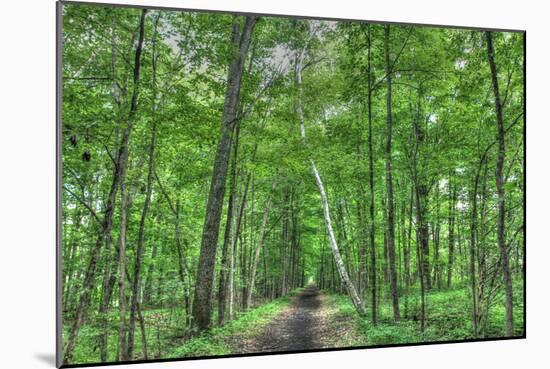 Forest Birch-Robert Goldwitz-Mounted Photographic Print