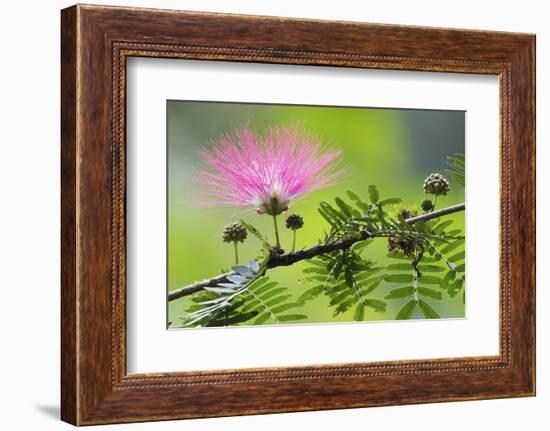 Forest Bloom, Asa Wright Nature Area-Ken Archer-Framed Photographic Print