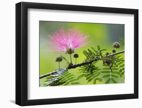 Forest Bloom, Asa Wright Nature Area-Ken Archer-Framed Photographic Print