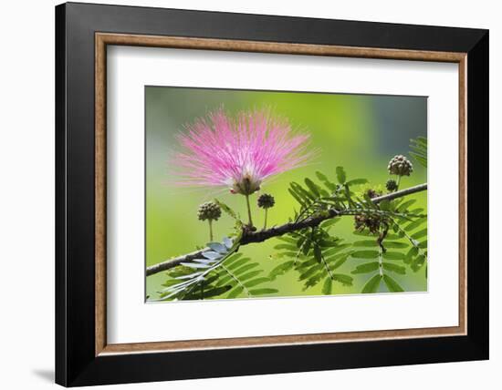 Forest Bloom, Asa Wright Nature Area-Ken Archer-Framed Photographic Print