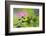 Forest Bloom, Asa Wright Nature Area-Ken Archer-Framed Photographic Print