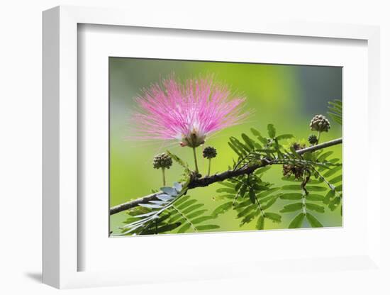 Forest Bloom, Asa Wright Nature Area-Ken Archer-Framed Photographic Print