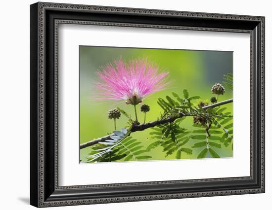 Forest Bloom, Asa Wright Nature Area-Ken Archer-Framed Photographic Print