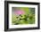 Forest Bloom, Asa Wright Nature Area-Ken Archer-Framed Photographic Print