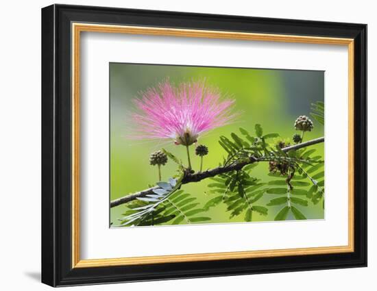 Forest Bloom, Asa Wright Nature Area-Ken Archer-Framed Photographic Print