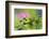 Forest Bloom, Asa Wright Nature Area-Ken Archer-Framed Photographic Print