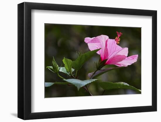 Forest Bloom, Asa Wright Nature Area-Ken Archer-Framed Photographic Print