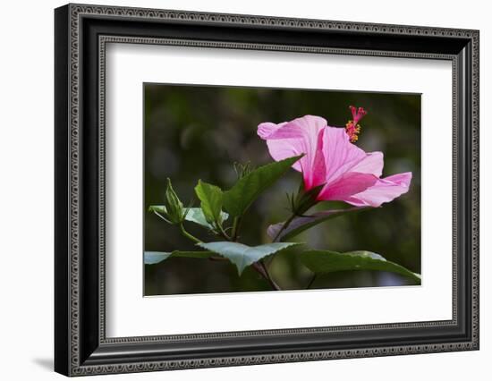 Forest Bloom, Asa Wright Nature Area-Ken Archer-Framed Photographic Print