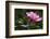 Forest Bloom, Asa Wright Nature Area-Ken Archer-Framed Photographic Print