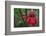 Forest Blooms, Asa Wright Natural Area, Trinidad-Ken Archer-Framed Photographic Print