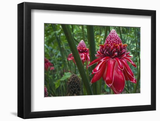 Forest Blooms, Asa Wright Natural Area, Trinidad-Ken Archer-Framed Photographic Print