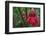 Forest Blooms, Asa Wright Natural Area, Trinidad-Ken Archer-Framed Photographic Print