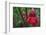 Forest Blooms, Asa Wright Natural Area, Trinidad-Ken Archer-Framed Photographic Print