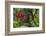 Forest Blooms, Asa Wright Natural Area, Trinidad-Ken Archer-Framed Photographic Print