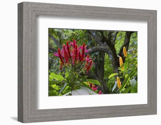 Forest Blooms, Asa Wright Natural Area, Trinidad-Ken Archer-Framed Photographic Print