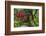 Forest Blooms, Asa Wright Natural Area, Trinidad-Ken Archer-Framed Photographic Print