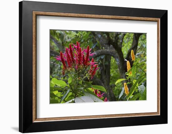 Forest Blooms, Asa Wright Natural Area, Trinidad-Ken Archer-Framed Photographic Print