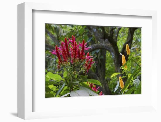 Forest Blooms, Asa Wright Natural Area, Trinidad-Ken Archer-Framed Photographic Print