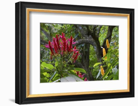 Forest Blooms, Asa Wright Natural Area, Trinidad-Ken Archer-Framed Photographic Print