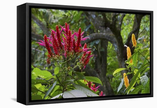 Forest Blooms, Asa Wright Natural Area, Trinidad-Ken Archer-Framed Premier Image Canvas