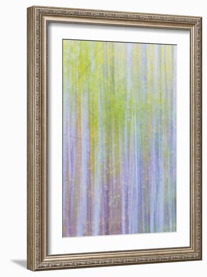 Forest Blur II-Kathy Mahan-Framed Photographic Print