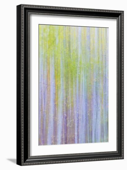 Forest Blur II-Kathy Mahan-Framed Photographic Print