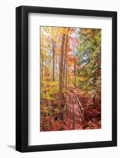 Forest Bridge-Brooke T. Ryan-Framed Photographic Print