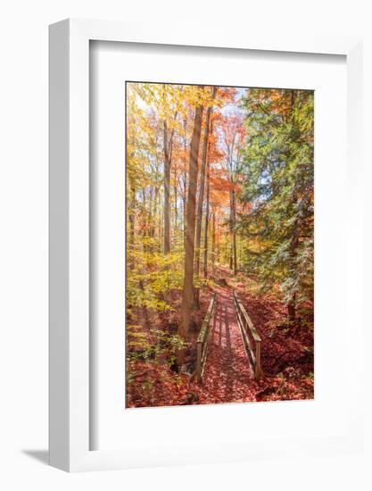 Forest Bridge-Brooke T. Ryan-Framed Photographic Print