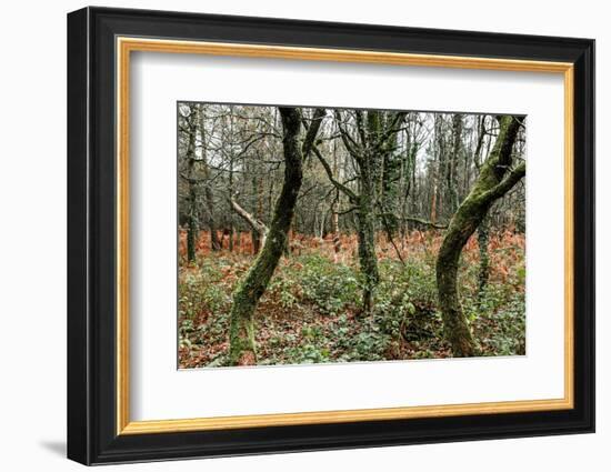 Forest Brocéliande-By-Framed Photographic Print