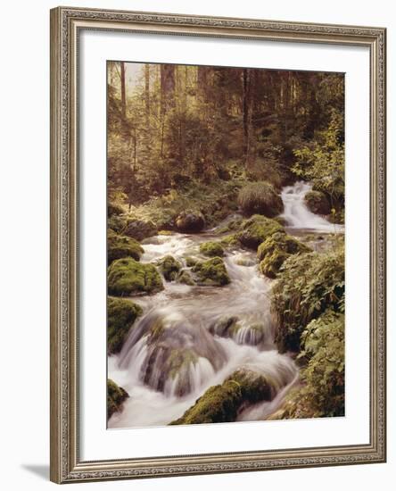 Forest, Brook, Headwaters-Thonig-Framed Photographic Print