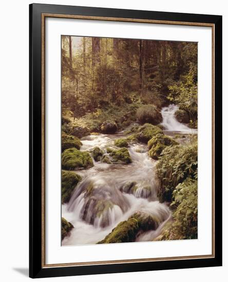 Forest, Brook, Headwaters-Thonig-Framed Photographic Print