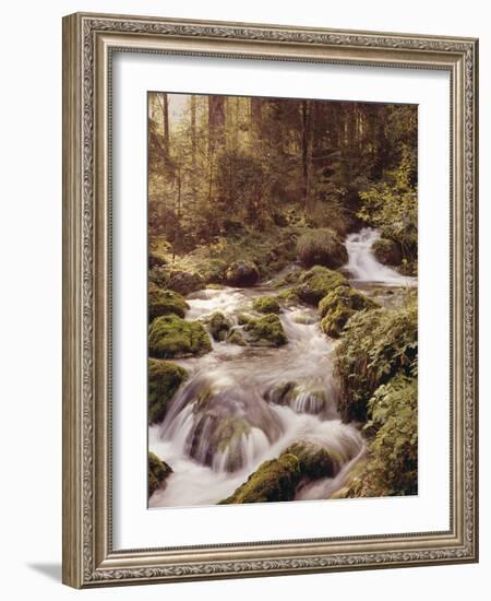 Forest, Brook, Headwaters-Thonig-Framed Photographic Print