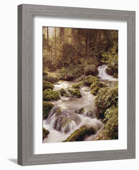 Forest, Brook, Headwaters-Thonig-Framed Photographic Print